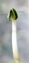  Stamen